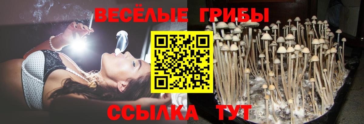 Галлюциногенные грибы GOLDEN TEACHER  Вход с VPN  Заводоуковск 